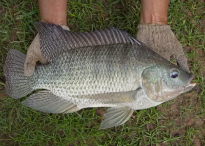 Fish farming Training