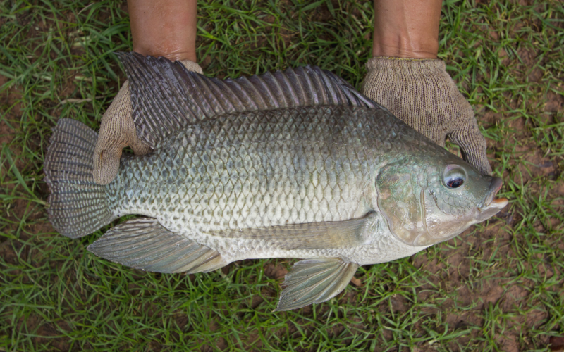 Fish farming Training