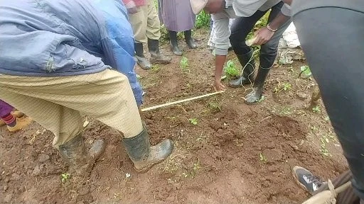 Azolla Demonstration 