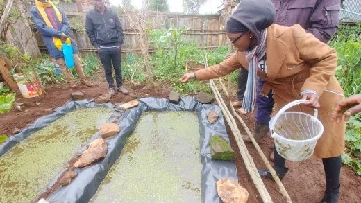 Propagating Azolla seeds