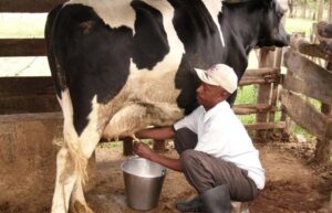 Milking-dairy-cow-