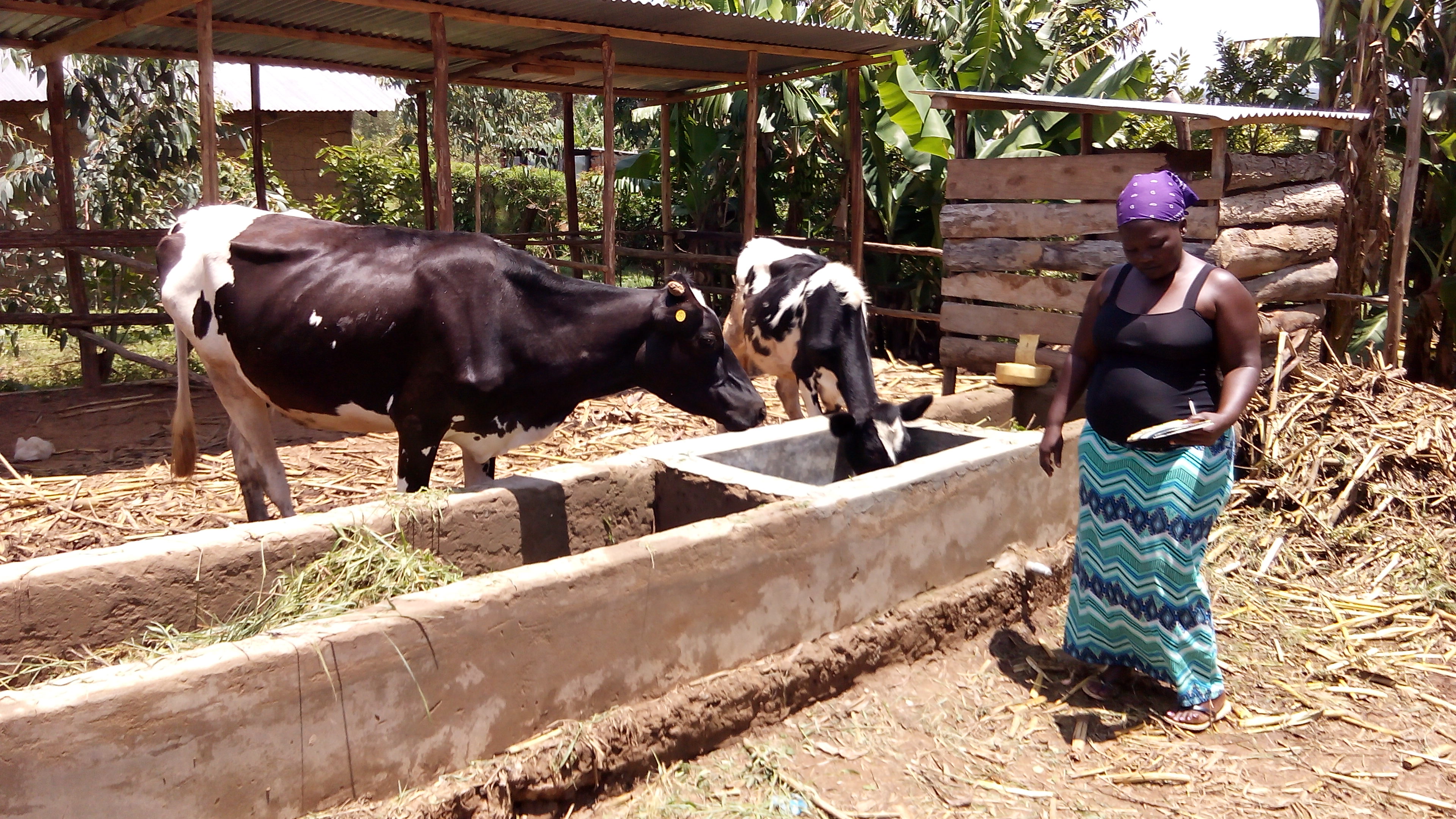 dairy-farming training