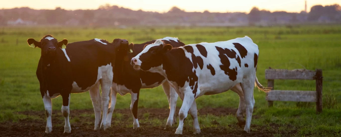 Dairy Cows-economic-development