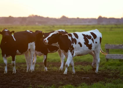 Dairy Cows-economic-development