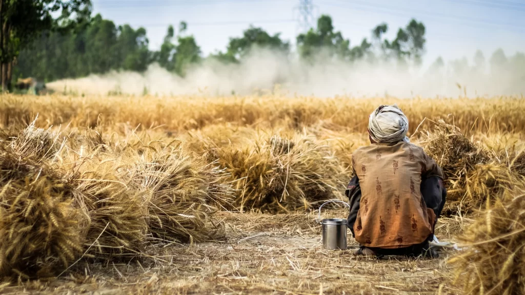 Wheat Farmer