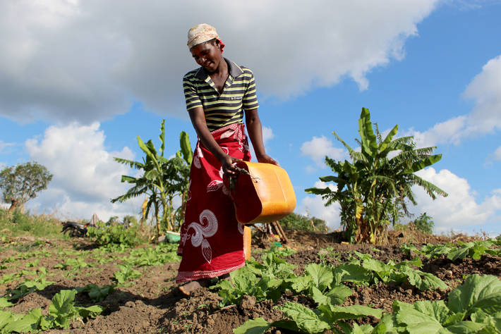 Farmer watering crops due to drought