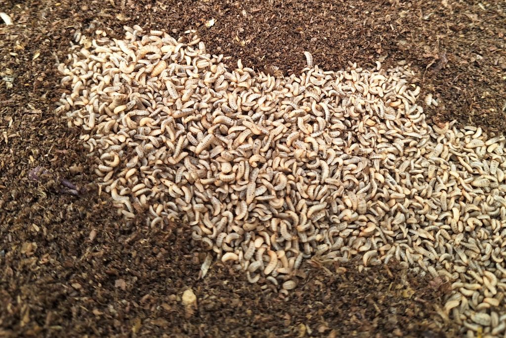 Black soldier fly larvae - Sustainable Livestock production