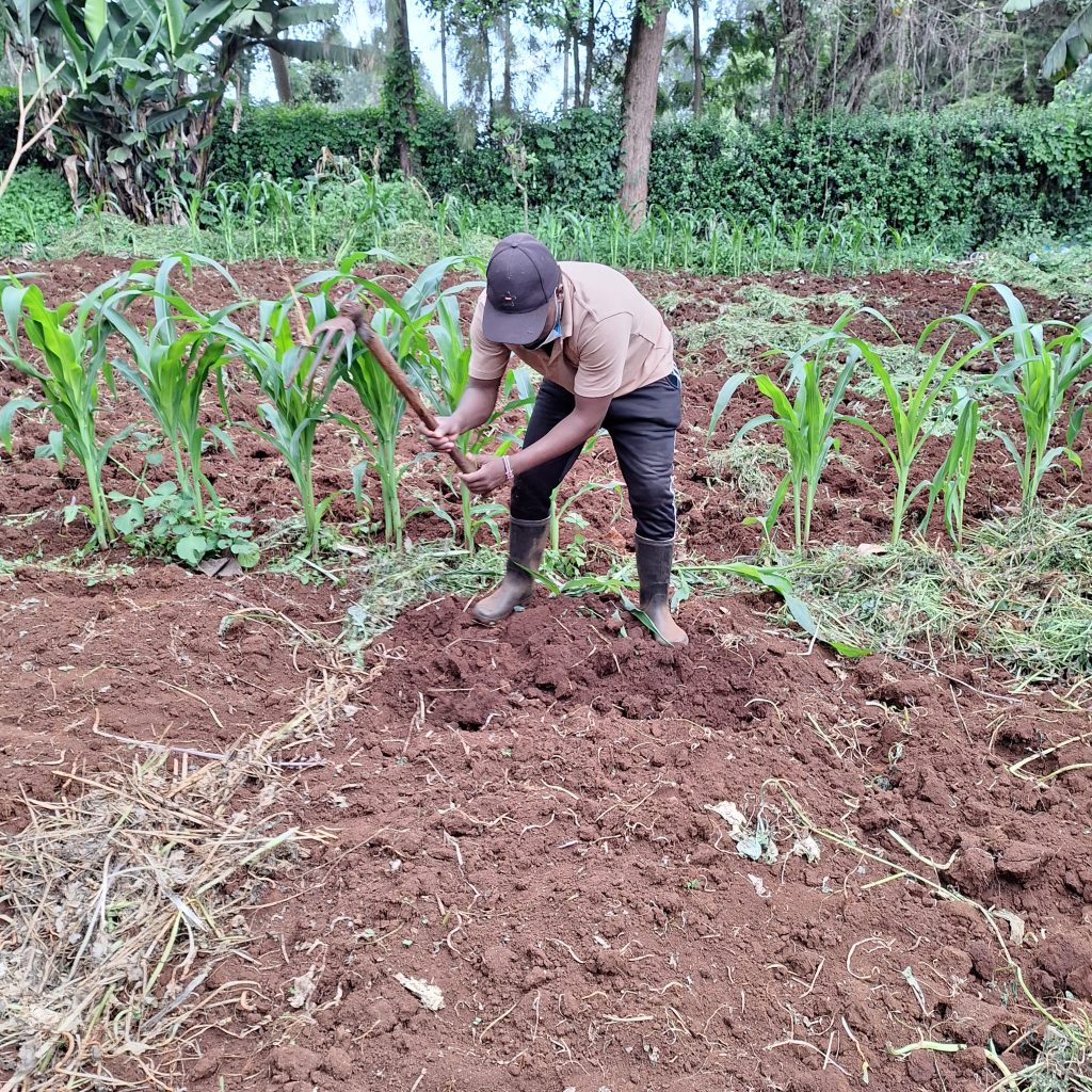 WingFarm Youth Farmer