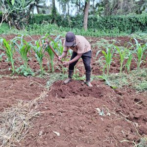 WingFarm Youth Farmer