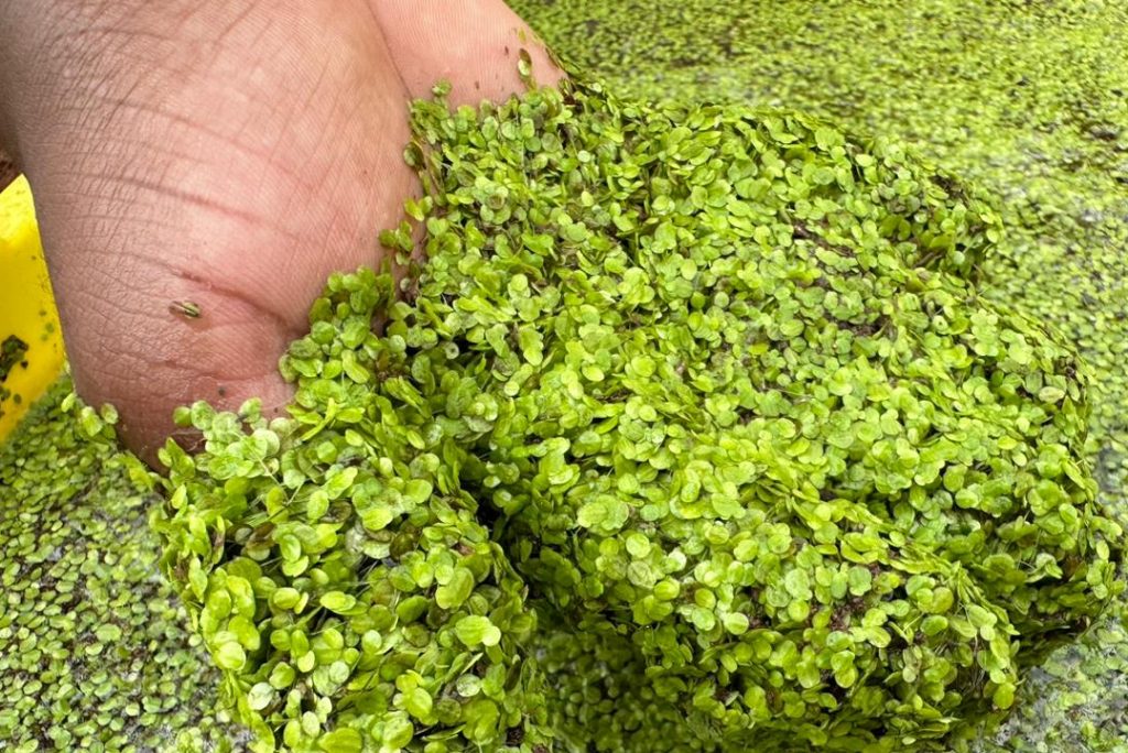 Duckweed - Sustainable Livestock production