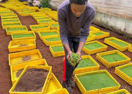 Sustainable Livestock production Azolla