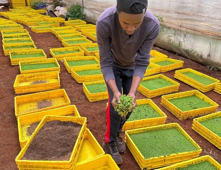 Sustainable Livestock production Azolla