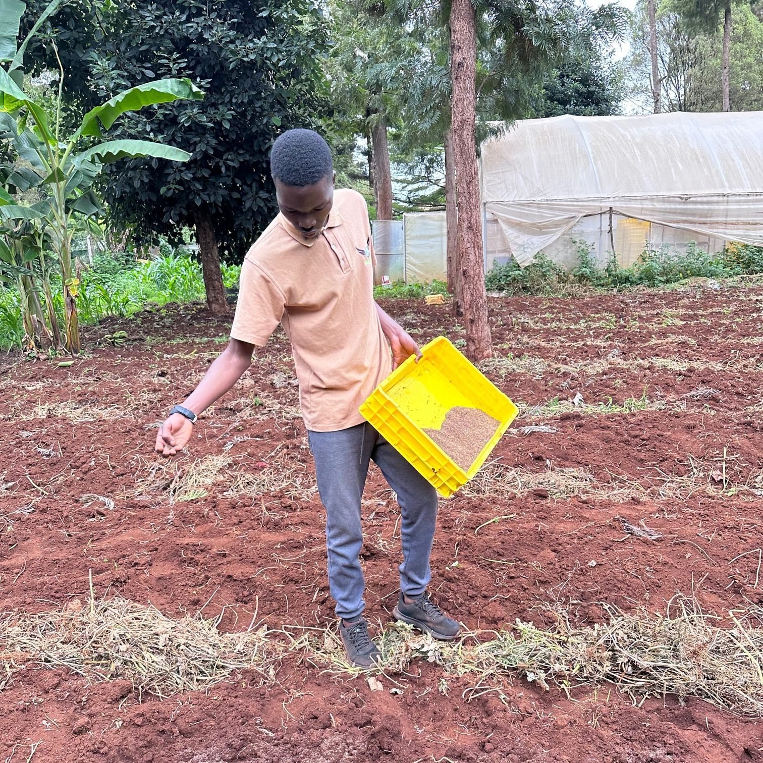 Black Soldier Fly Farming in Kenya - WingFarm