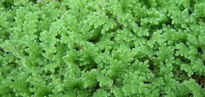 A growing Azolla fern.