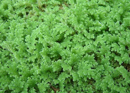 A growing Azolla fern.