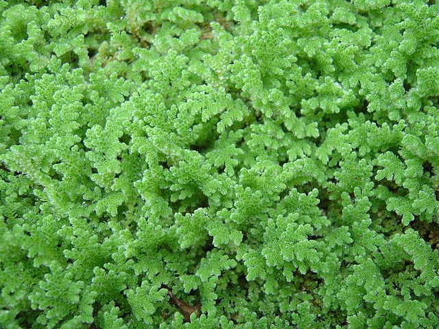 A growing Azolla fern.